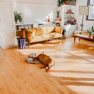 cozy home with hardwood floors